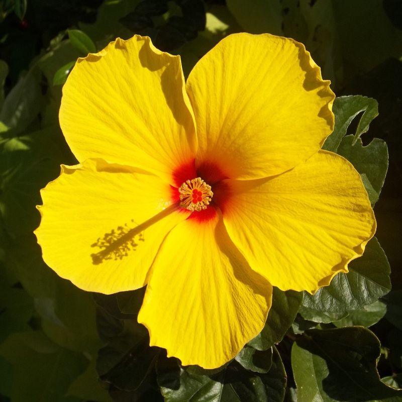  The yellow hibiscus is generally 5 to 6 inches in diameter, with a reddish or maroon center and a yellow stamen protruding from the middle. - History By Mail