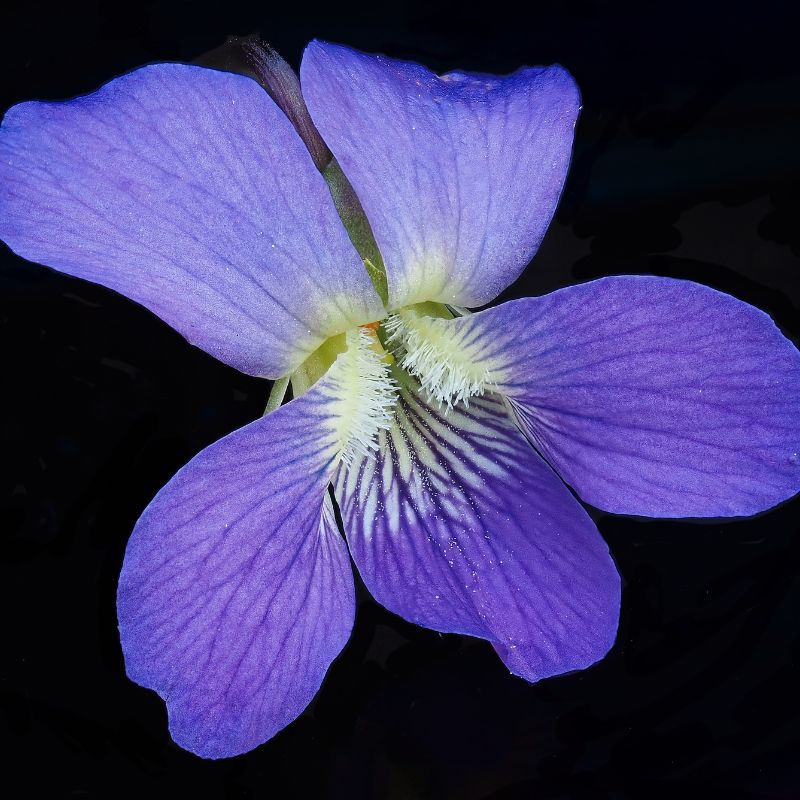 Violets are characterized by their heart-shaped or rounded leaves and their five-petaled flowers. - History By Mail