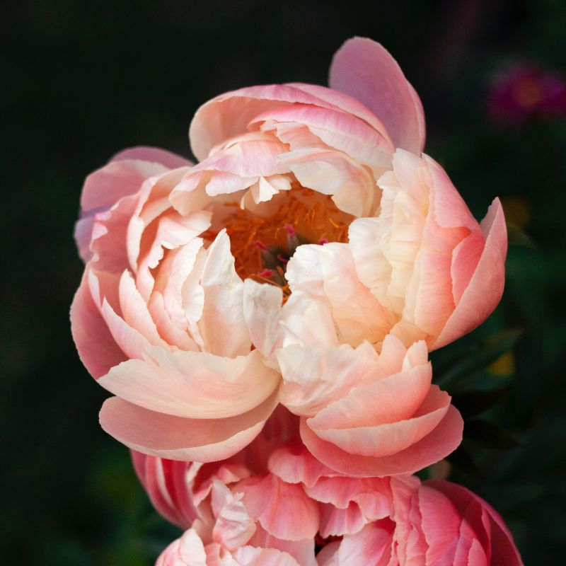 A peony compound, deeply lobed leaves, and large, often fragrant flowers, in colors ranging from purple and pink to red. - History By Mail