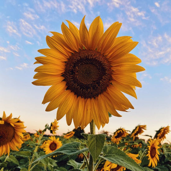 Sunflowers have a large flower head, usually with a large, almost black central part and yellow petals. - History By Mail