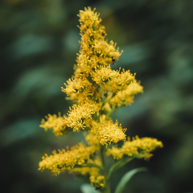 Goldenrod flowers are in golden clusters spiraling or alternating along the upper portion of stems or branching near the top into smaller, flower-bearing branchlets. - History By Mail