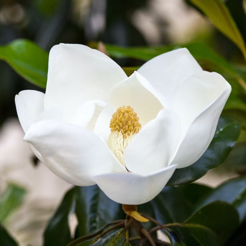 Creamy white flower. - History By Mail