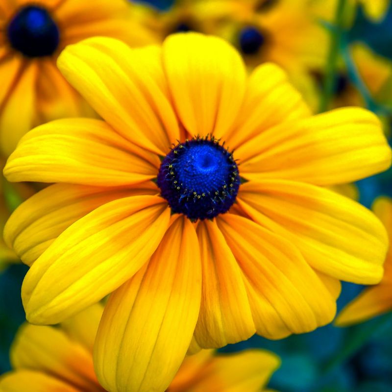 The black-eyed Susan has bright yellow petals and a brownish-black, dome-shaped center. - History By Mail