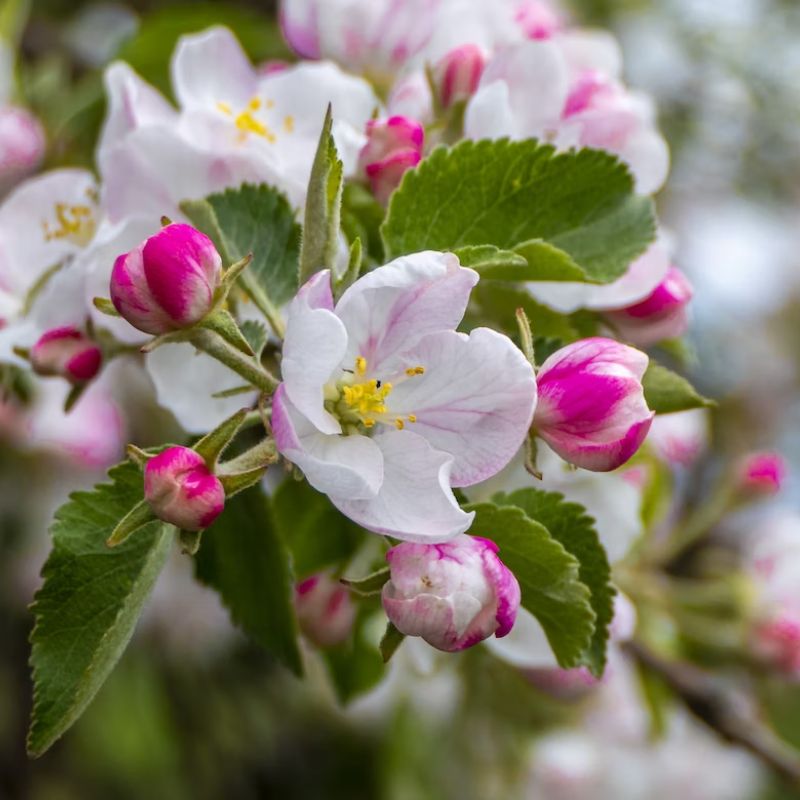 Apple blossoms are known for their white and pink color. - History By Mail