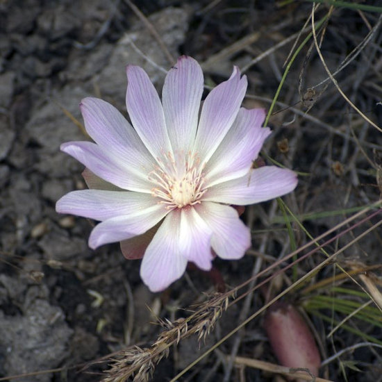 Bitterroot is an herbaceous perennial that blooms from spring to summer with pinkish-lavender flowers. - HistoryBy Mail