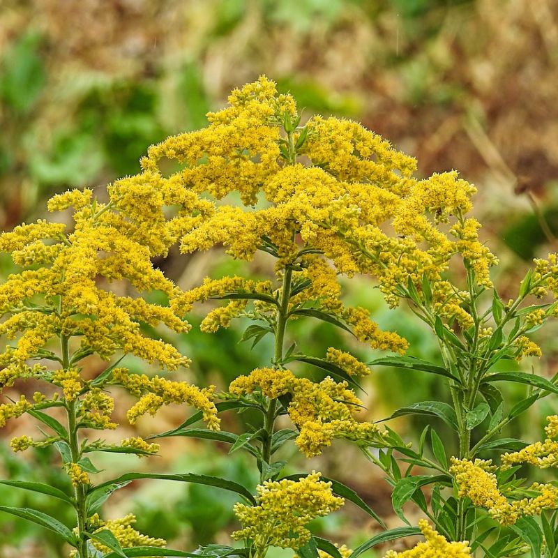 The goldenrod plant has bright yellow flowers on the top of tall, woody stems. - History By Mail