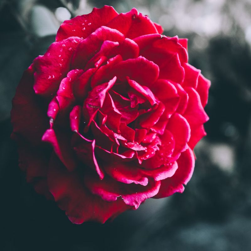 Red carnations have a ruffly appearance that holds their own in flower arrangements. - History By Mail