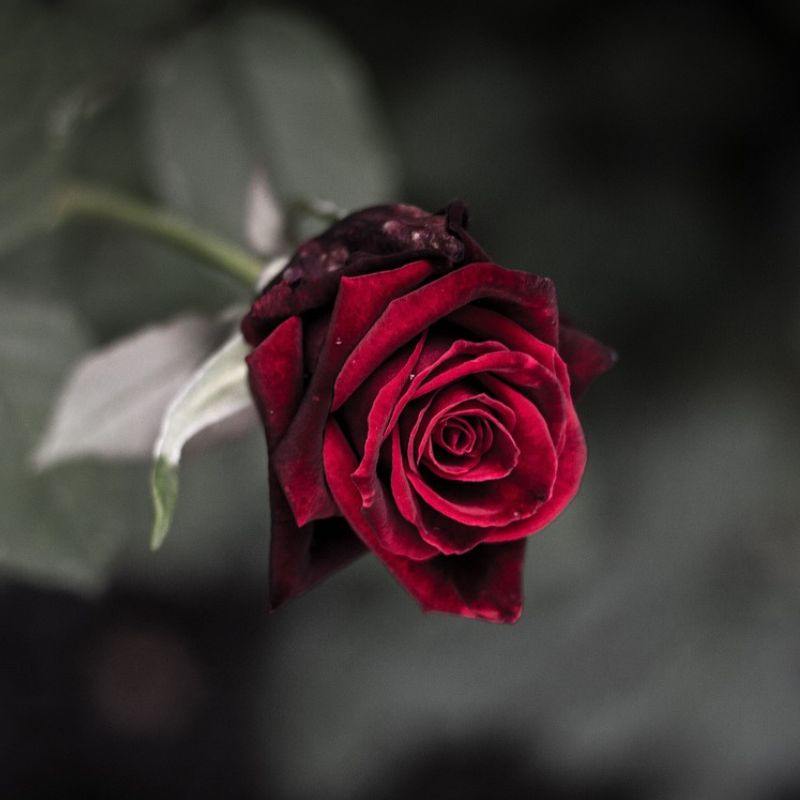 Oklahoma rose' color is a strong burgundy-red flower with a black velvet appearance in winter. - History By Mail