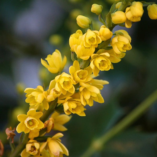 Oregon grape bears a cluster of bright yellow flowers in the spring, which are lightly scented. - History By Mail