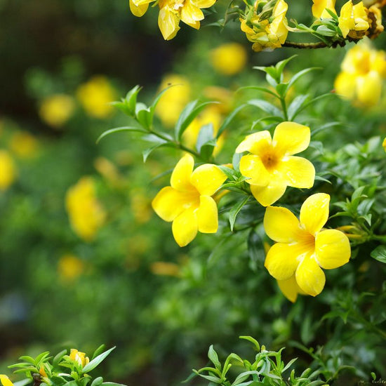 Yellow jessamines are trumpet-shaped blooms that have 5 lobes and are 1 to 1½ inches long. - History By Mail