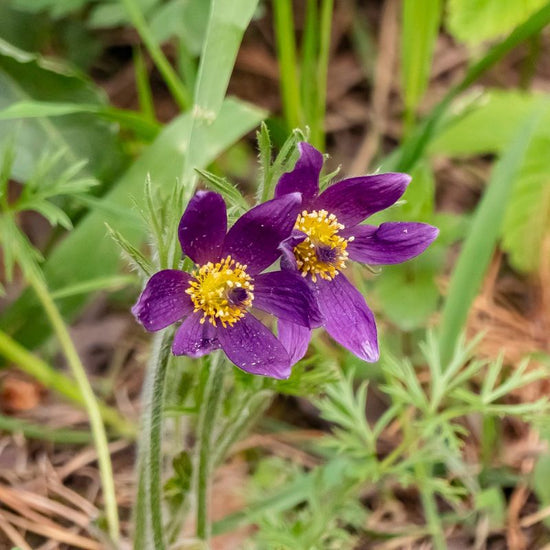 The American pasqueflower is more purple in hue than our striking blue pasqueflower. - History By Mail