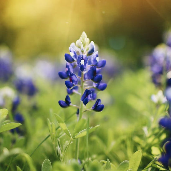 A bluebonnet of up to 50 pea-like flowers, usually blue at the bottom and white at the top, forms each of the bluebonnet's signature blooms. - History By Mail