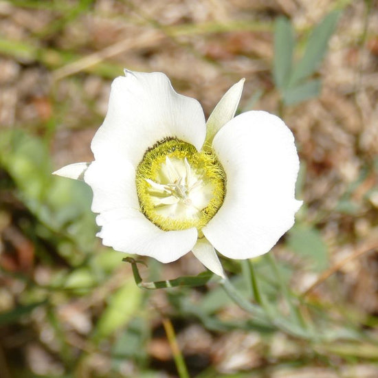 The flower of the Sego Lily is white and somewhat tulip-like with a triangular cup-shaped appearance. - History By Mail