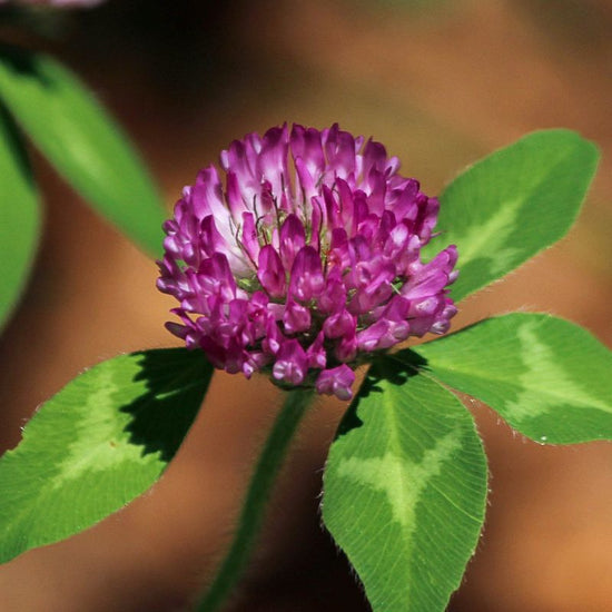 Red clover, or purple clover, is easily identified by its large, pinkish-purple flower heads. - History By Mail
