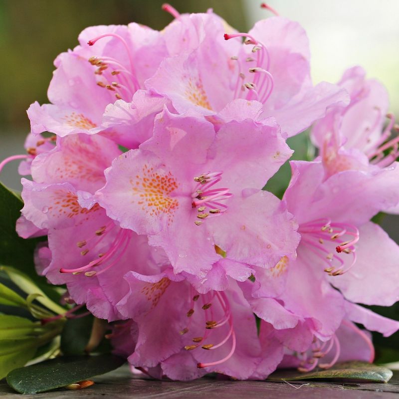 Pacific rhododendron is a medium to large evergreen shrub with beautiful trusses of rose pink to purplish and sometimes even white flowers. - History By Mail