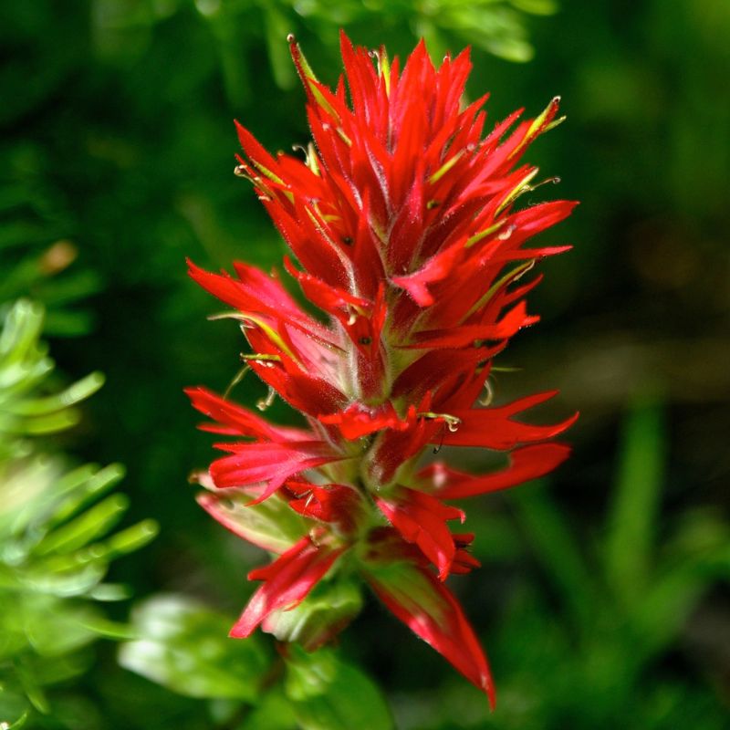 Indian paintbrush has hairy, upright stems with flowers clustered at the top. - History By Mail