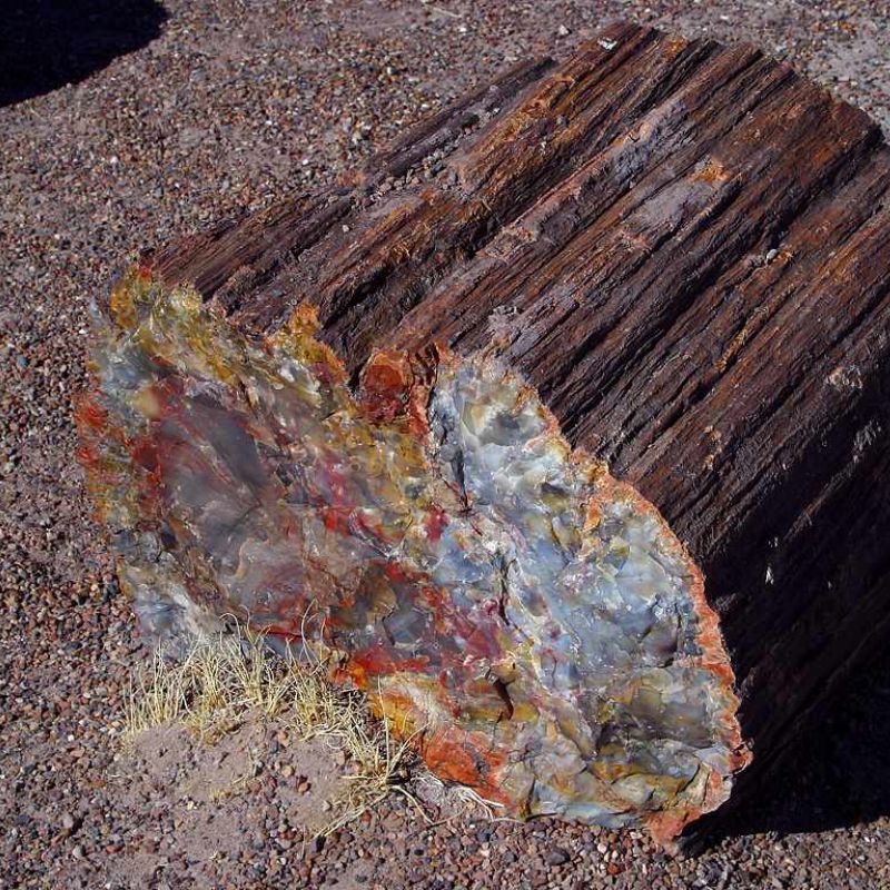 A piece of wood with a structure entirely made up of minerals. - History By Mail