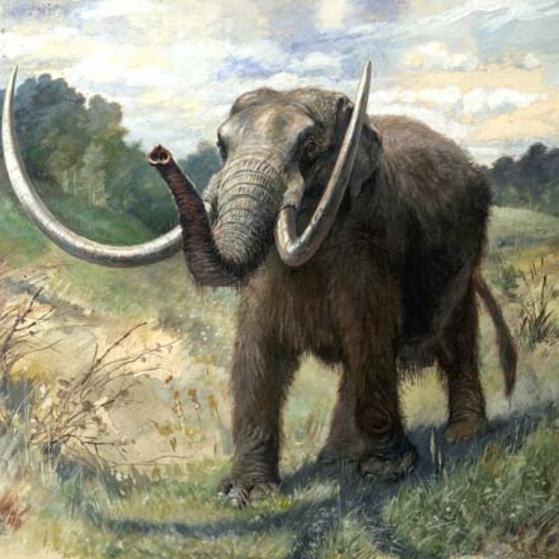 American mastodons had low-domed heads, unlike the higher-domed heads found in mammoths and modern-day Indian elephants. - History By Mail