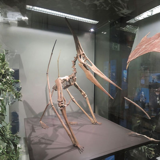 Pteranodon had a wingspan of 23 feet or more, and its toothless jaws were very long and pelican-like. - History By Mail
