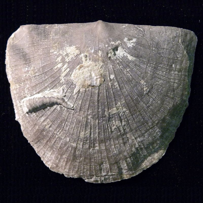 Brachiopods are virtually defenseless and their shell, enclosing the animal's organs, is the only protection against predators. - History By Mail