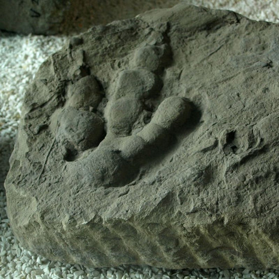 A three-toed track that looks very much like theropod footprints. - History By Mail