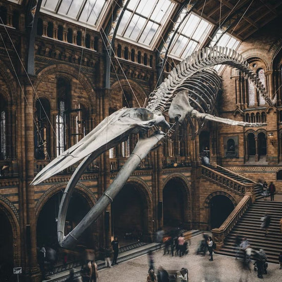 Prehistoric whales had a body similar to modern cetaceans with flipper-like forelimbs, rudimentary hind limbs, a vertebral column adapted for oscillatory swimming, and a tail fluke. - History By Mail
