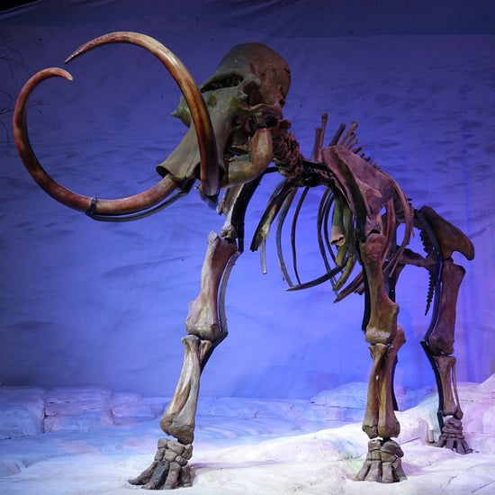 Mammoths were commonly equipped with long, curved tusks. - History By Mail