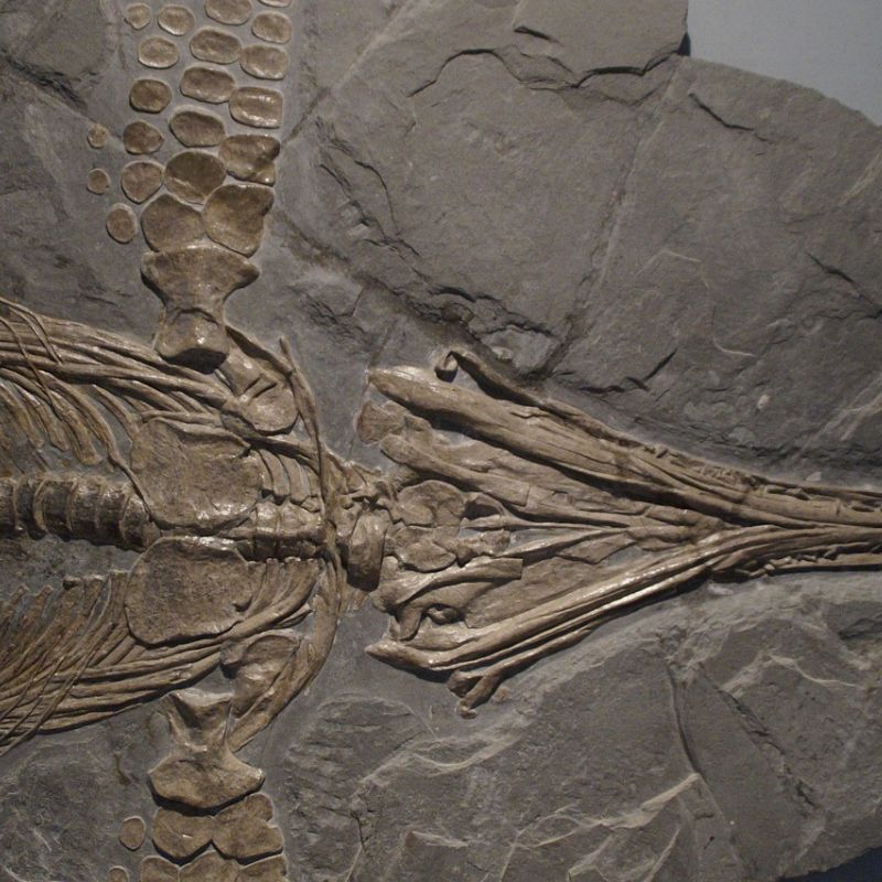 Very fishlike in appearance, it is especially well known from Early Jurassic deposits. - History By Mail