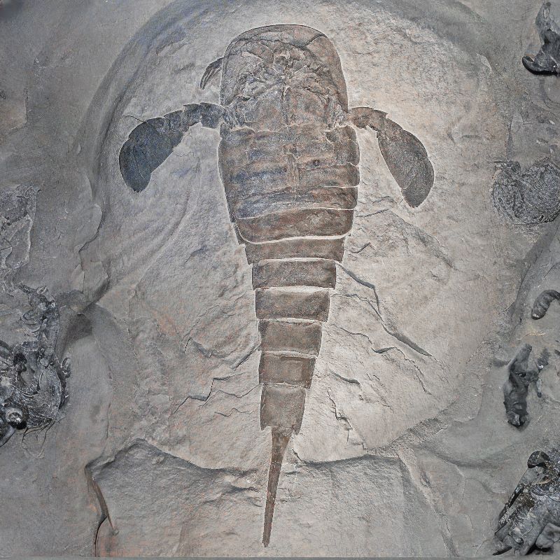 Eurypterids have a tail, legs, and pincher-like appendages that slightly resemble scorpions. - History By Mail