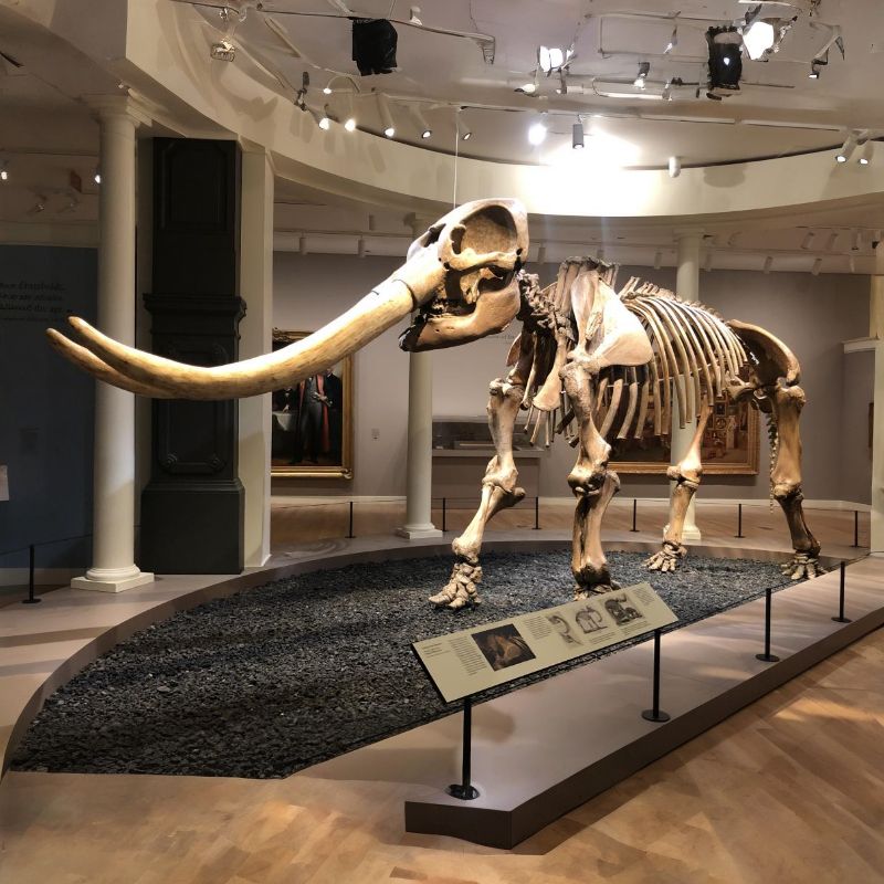Mastodons were shorter than modern elephants but were heavily built. - History By Mail