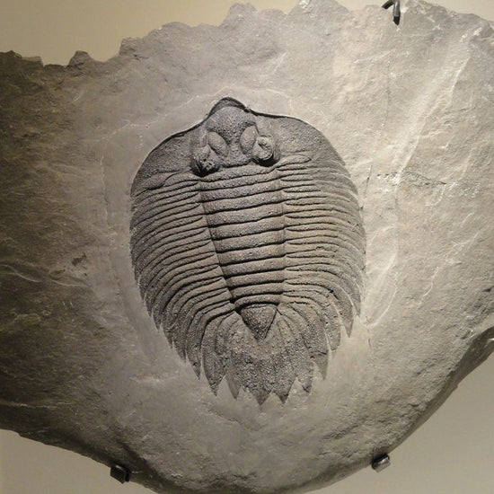 Trilobites had a pair of jointed antennae protruding forwards from beneath the cephalon and rows of jointed limbs on each side of the body. - History By Mail