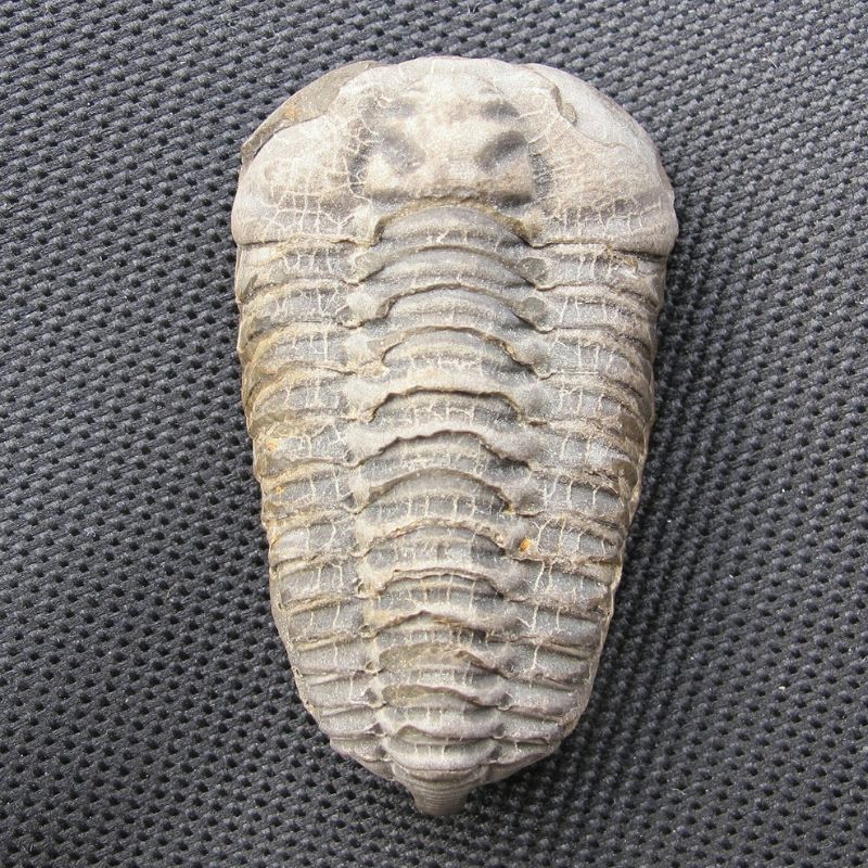Trilobite had a pair of jointed antennae protruding forwards from beneath the cephalon and rows of jointed limbs on each side of the body. - History By Mail