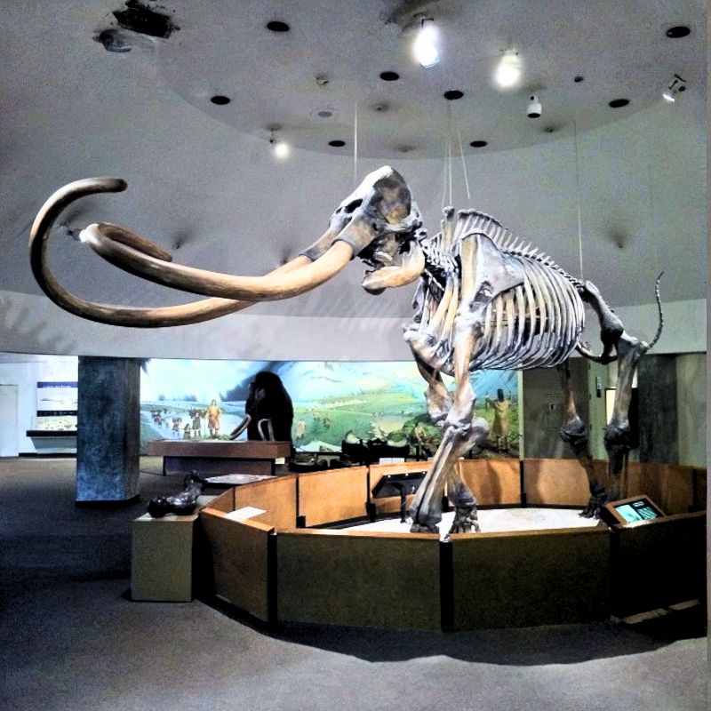 The Columbian mammoth had a high, single-domed head and a sloping back with a high shoulder hump. - History By Mail