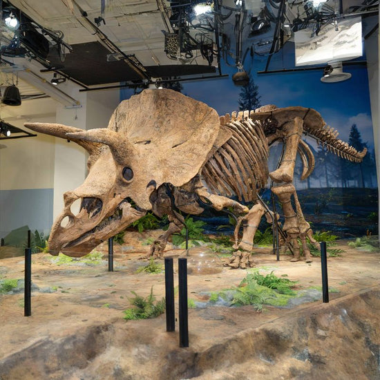 The Triceratops was armored with three fierce horns. - History By Mail