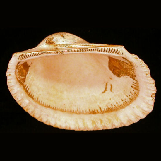 Bivalves have bilaterally symmetrical and laterally flattened bodies, with a blade-shaped foot, vestigial head, and no radula. - History By Mail