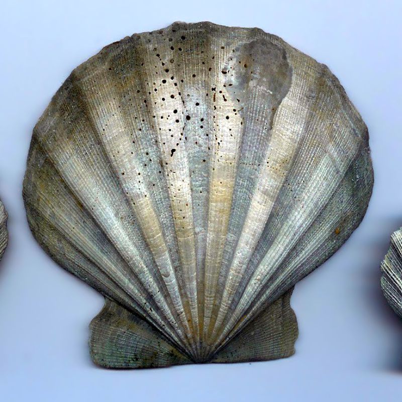 The Chesapecten has a rounded shape, usually with nine to 12 raised ribs that join in a point at the base. - History By Mail