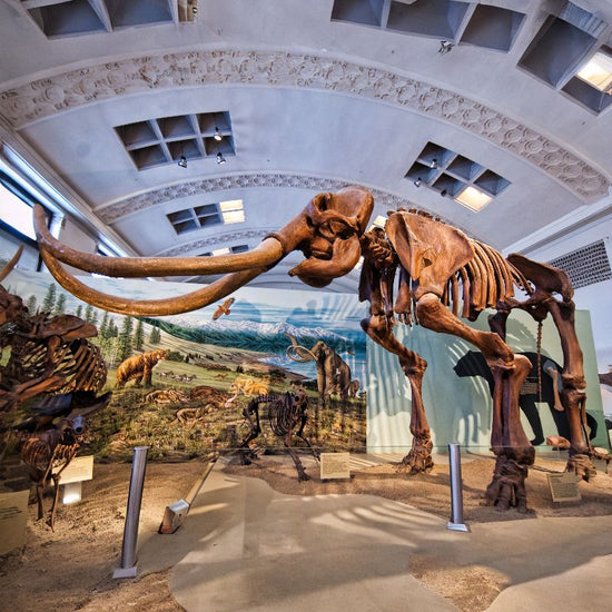 Columbian mammoth had long, curved tusks and four molars, which were replaced six times during the lifetime of an individual. - History By Mail