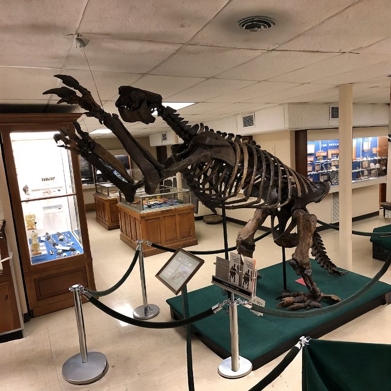 Jefferson's ground sloth had a large skull with a blunt snout, massive jaw, well-developed chewing muscles, and large, blunt, peg-like teeth. - History By Mail