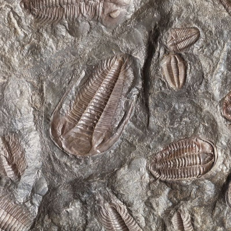 Trilobites had a pair of jointed antennae protruding forwards from beneath the cephalon and rows of jointed limbs on each side of the body. - History By Mail