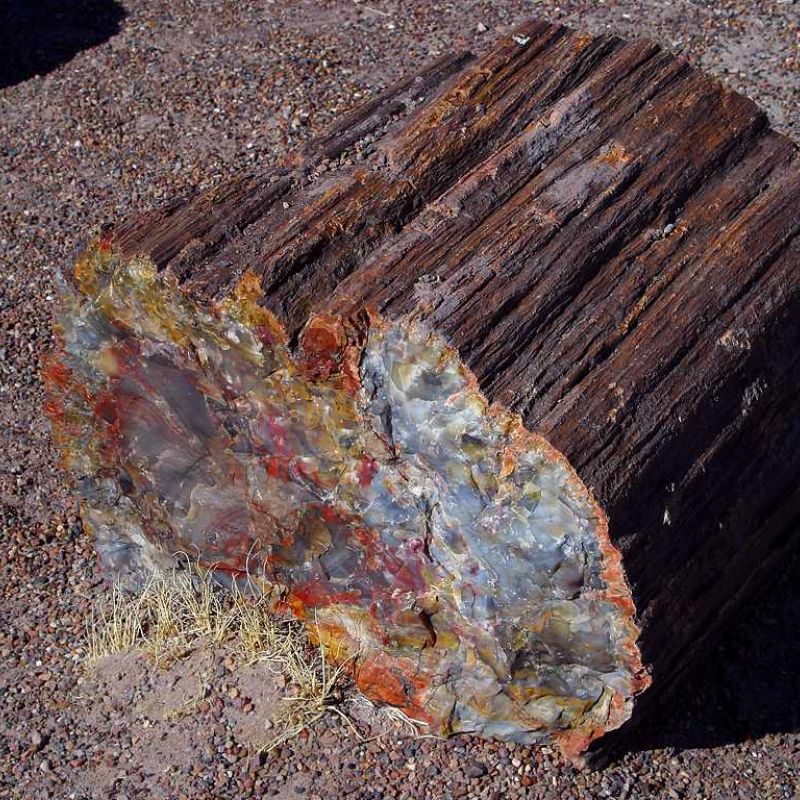 Petrified wood displays clear lines that sometimes form wavy patterns. - History By Mail