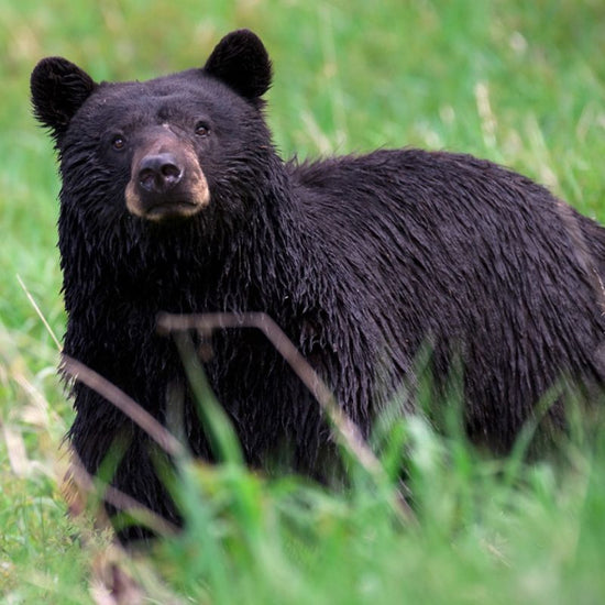 The American black bear has small, rounded ears and inch-long claws on its feet. - History By Mail