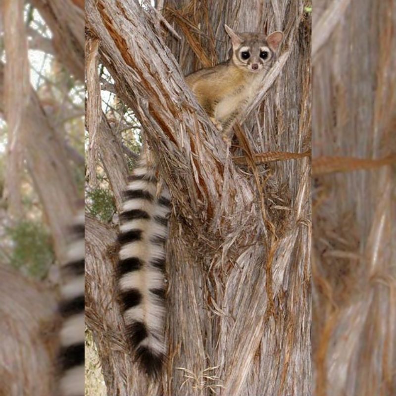 The Ringtail has a long tail with alternating bands of white and black fur. - History By Mail