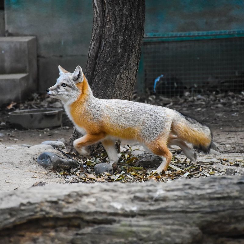 A gray fox's coat is mostly grizzled-gray. - History By Mail