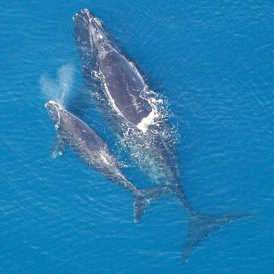 Right whales have enormous heads which are about one-third of the total body length. - History By Mail