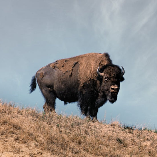 Buffalos are large-headed, massive, tall but narrow-bodied bovids with a pronounced shoulder hump, short and robust legs, brown hair with a black nose, lips, tongue, hooves, and horns. - History By Mail