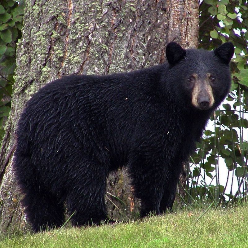 The black bear has small, rounded ears and inch-long claws on its feet. - History By Mail