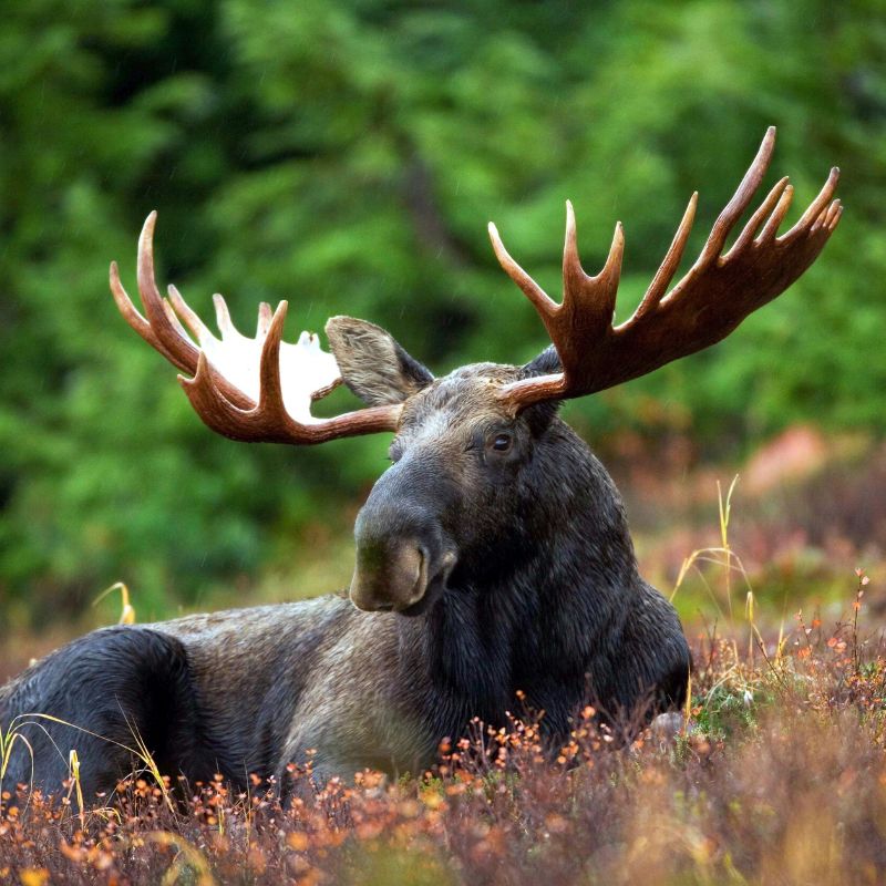 A moose have huge broad and flat antlers that can stretch 4 to 5 feet across. - History By Mail
