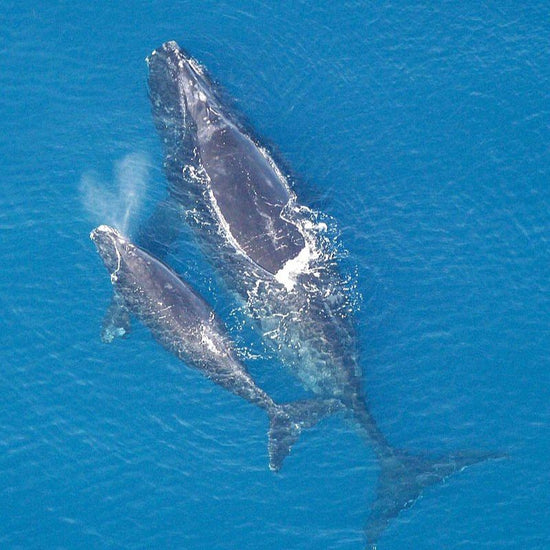 Right whales have enormous heads which are about one-third of the total body length. - History By Mail