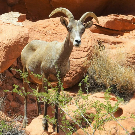 Rams (males) have large curved horns, while females (ewes) have short horns with only slight curvature. - History By Mail