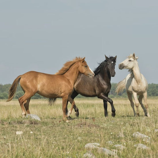 A brown, dark brown, and white horse on a field. - History By Mail